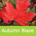 Acer Freemanii Autumn Blaze Maple Tree,  Award + Colours **FREE UK MAINLAND DELIVERY + 3 YEAR LTD TREE WARRANTY**